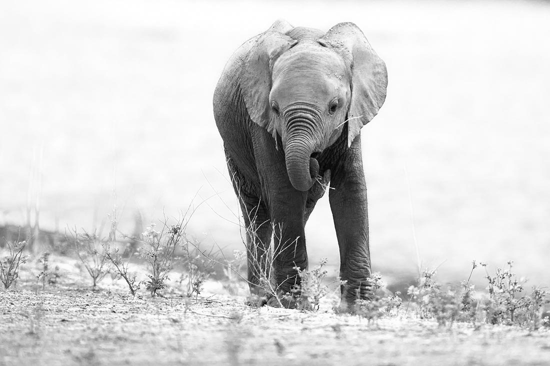 Nikon AF-S Nikkor 300mm F2.8G ED VR II sample photo. This young elephant went about feeding the clear b ... photography
