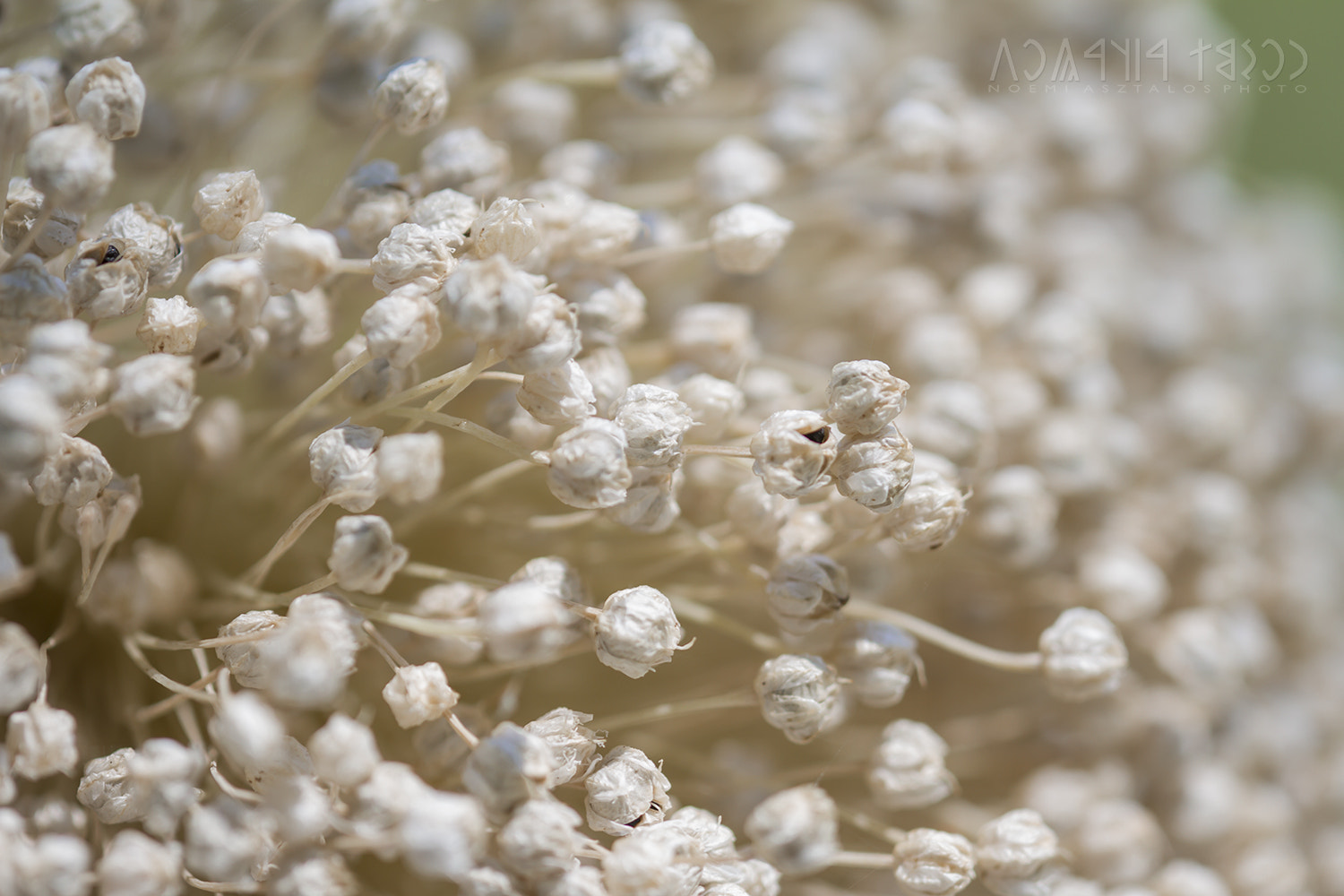 Canon EF 180mm F3.5L Macro USM sample photo. Onion flower from close photography