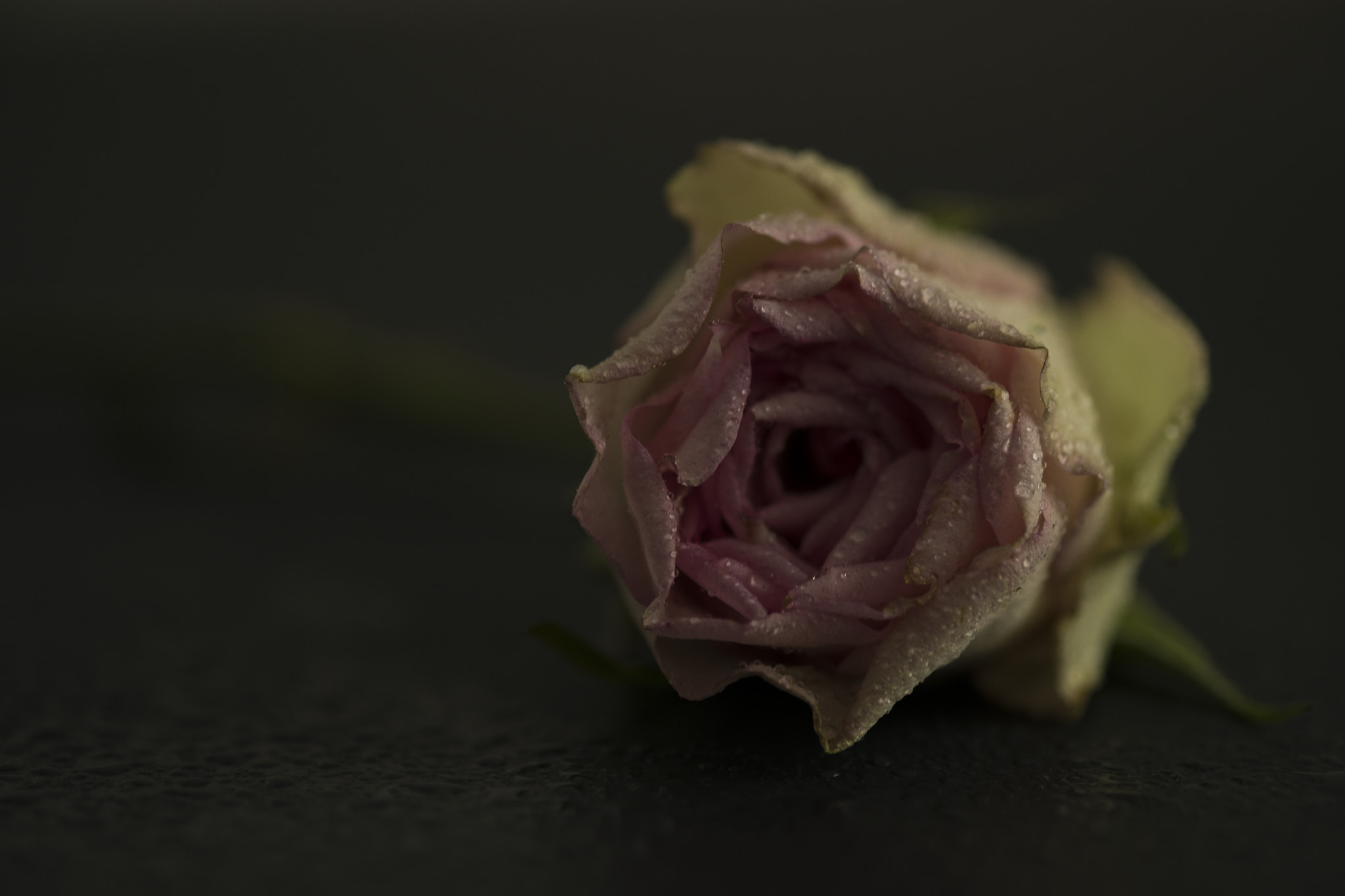 Fujifilm X-Pro2 + Fujifilm XF 60mm F2.4 R Macro sample photo
