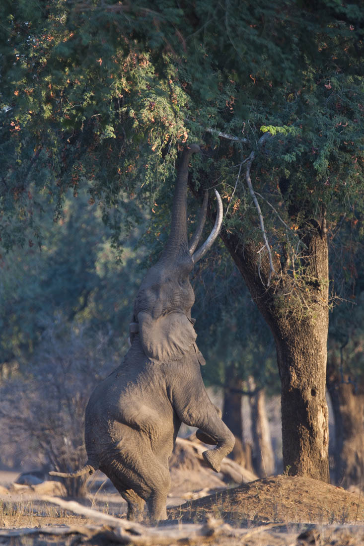 Nikon D3X + Nikon AF-S Nikkor 600mm F4G ED VR sample photo. Elephant standing on its two hind legs to feed on  ... photography