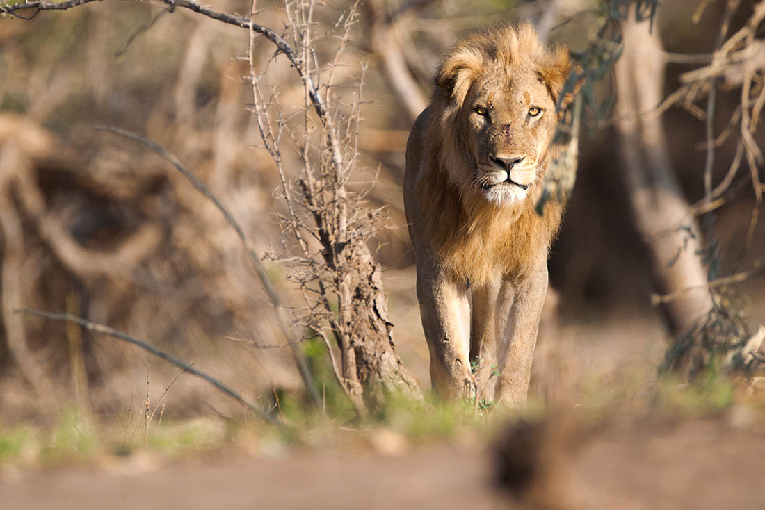 Nikon D3X + Nikon AF-S Nikkor 600mm F4G ED VR sample photo. In mana pools, you can get out of your vehicle and ... photography