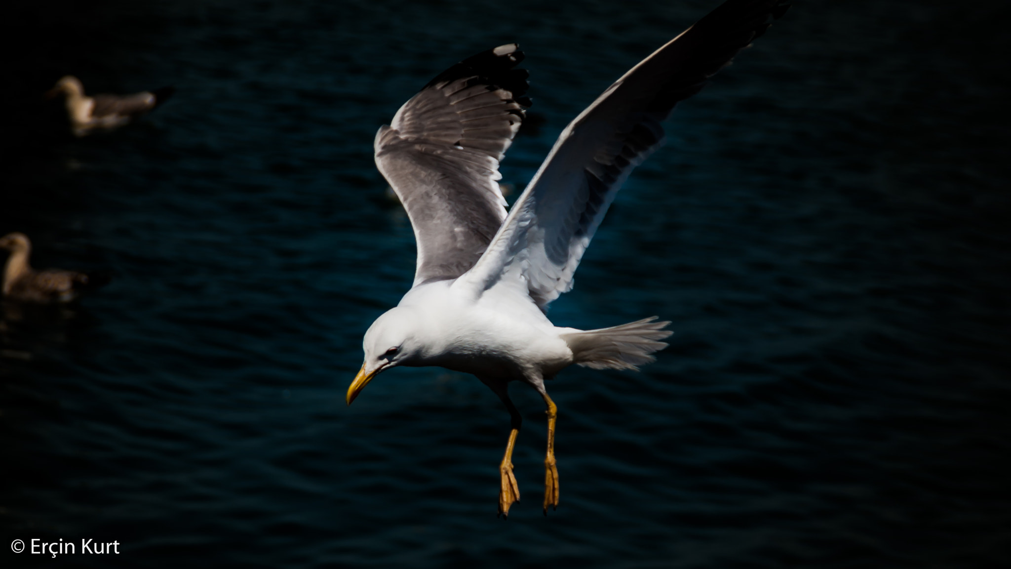 Nikon D40 sample photo. Landing photography