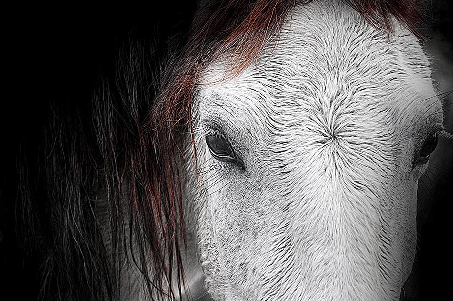 Nikon D300 sample photo. Fineart photography