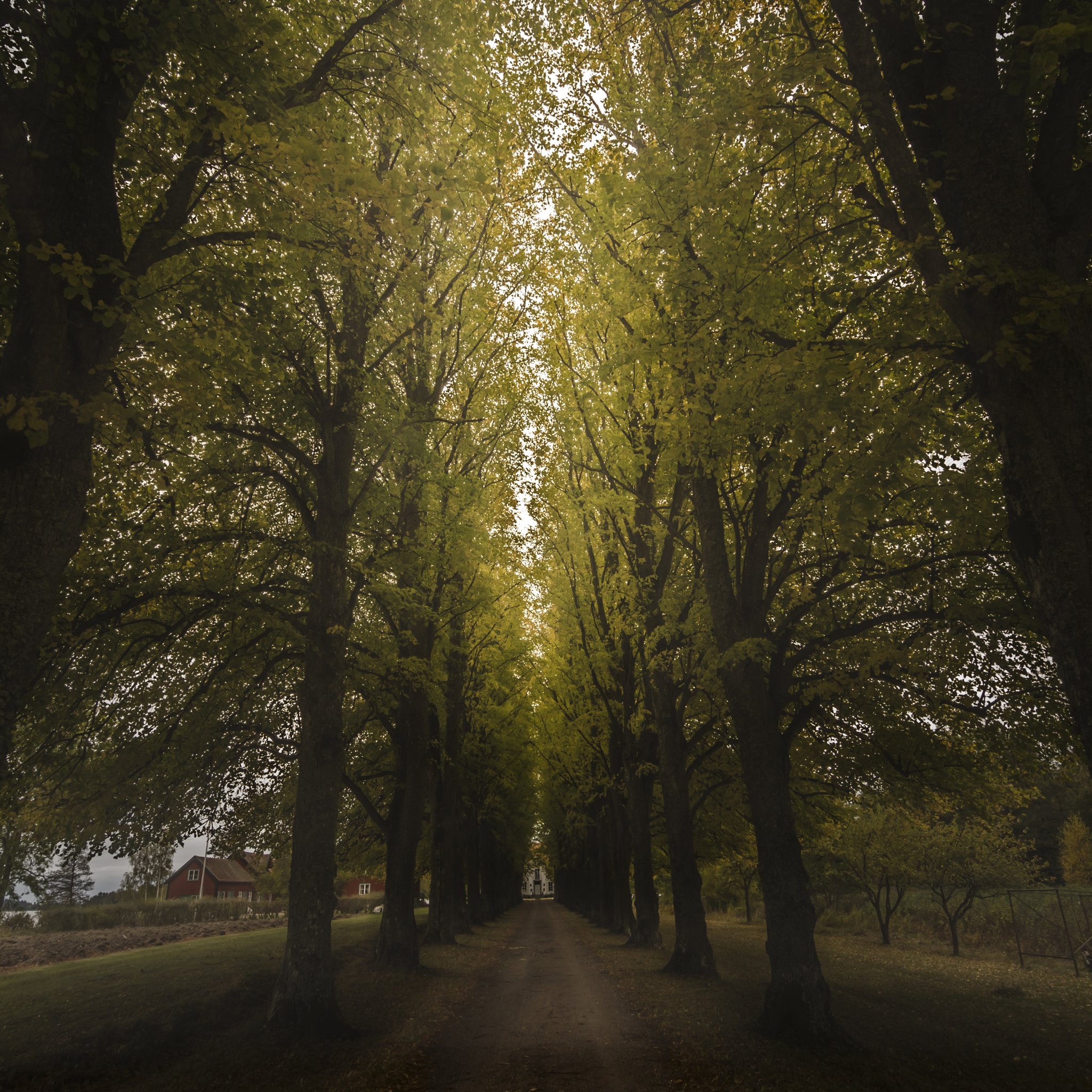 Tokina AT-X Pro 11-16mm F2.8 DX sample photo. Walk the walk... photography