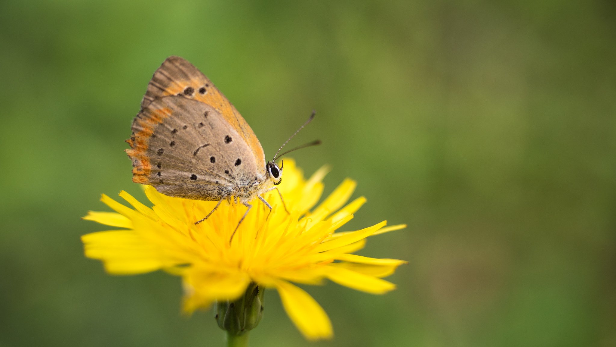 Panasonic Lumix DMC-GH4 + Olympus M.Zuiko Digital ED 12-40mm F2.8 Pro sample photo. Lycaena phlaeas photography
