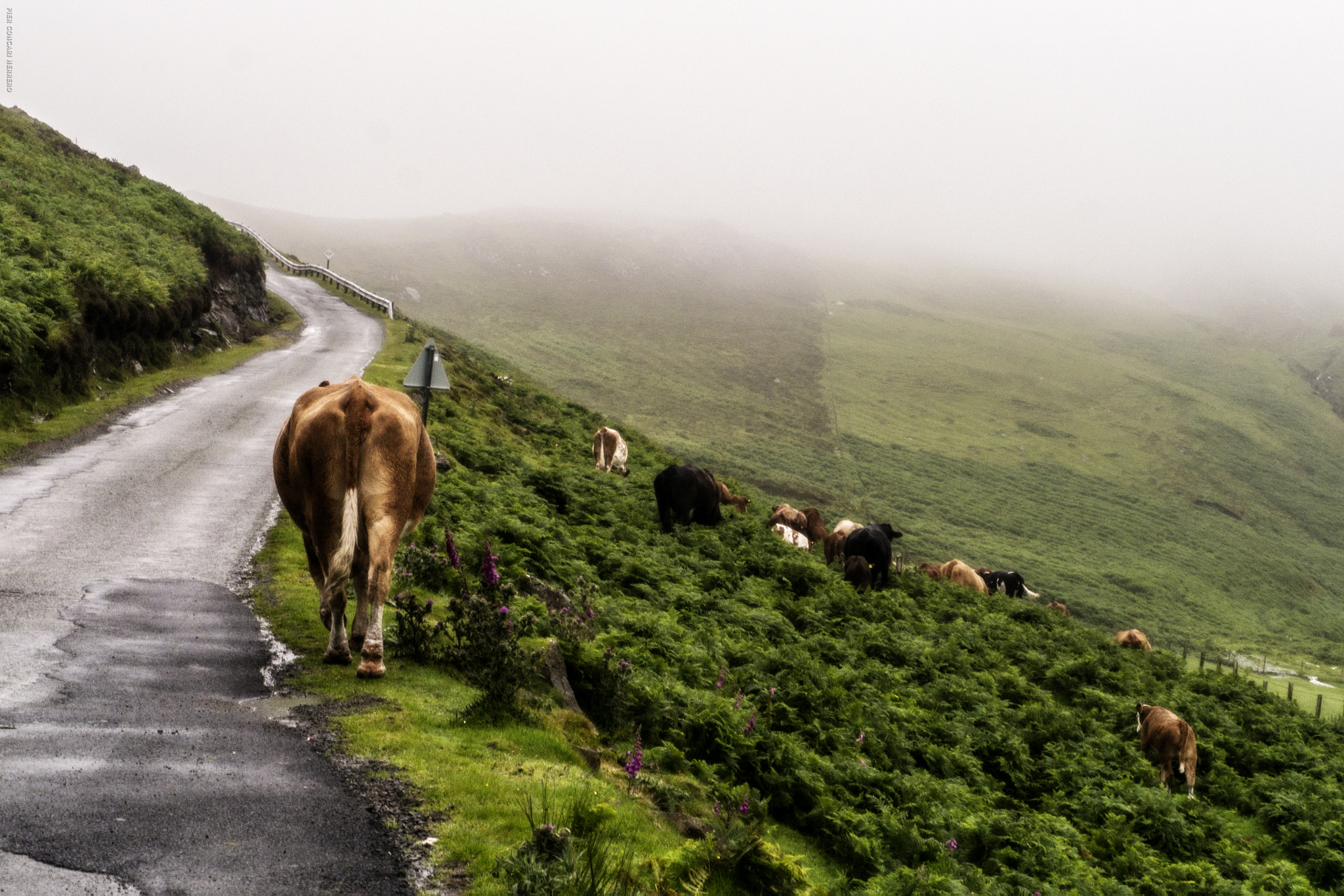 Panasonic Lumix DMC-GH2 sample photo. Cow street photography