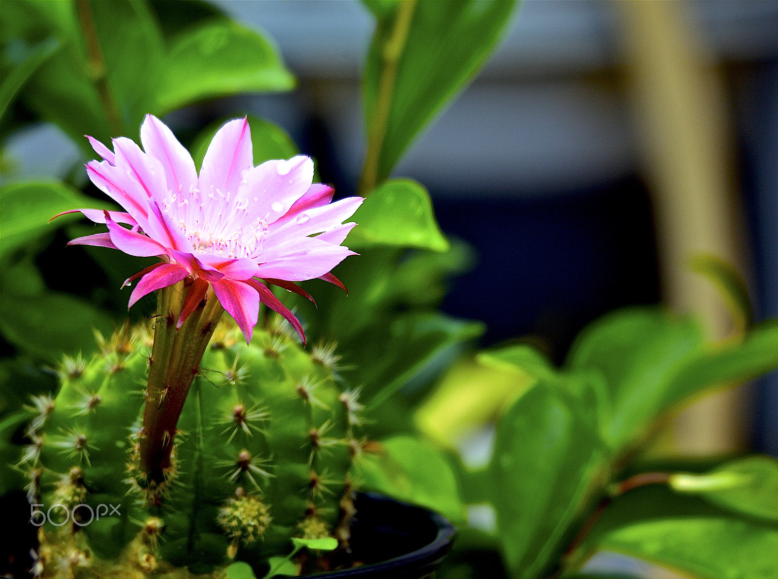 Canon EOS-1D Mark IV sample photo. Ame photography