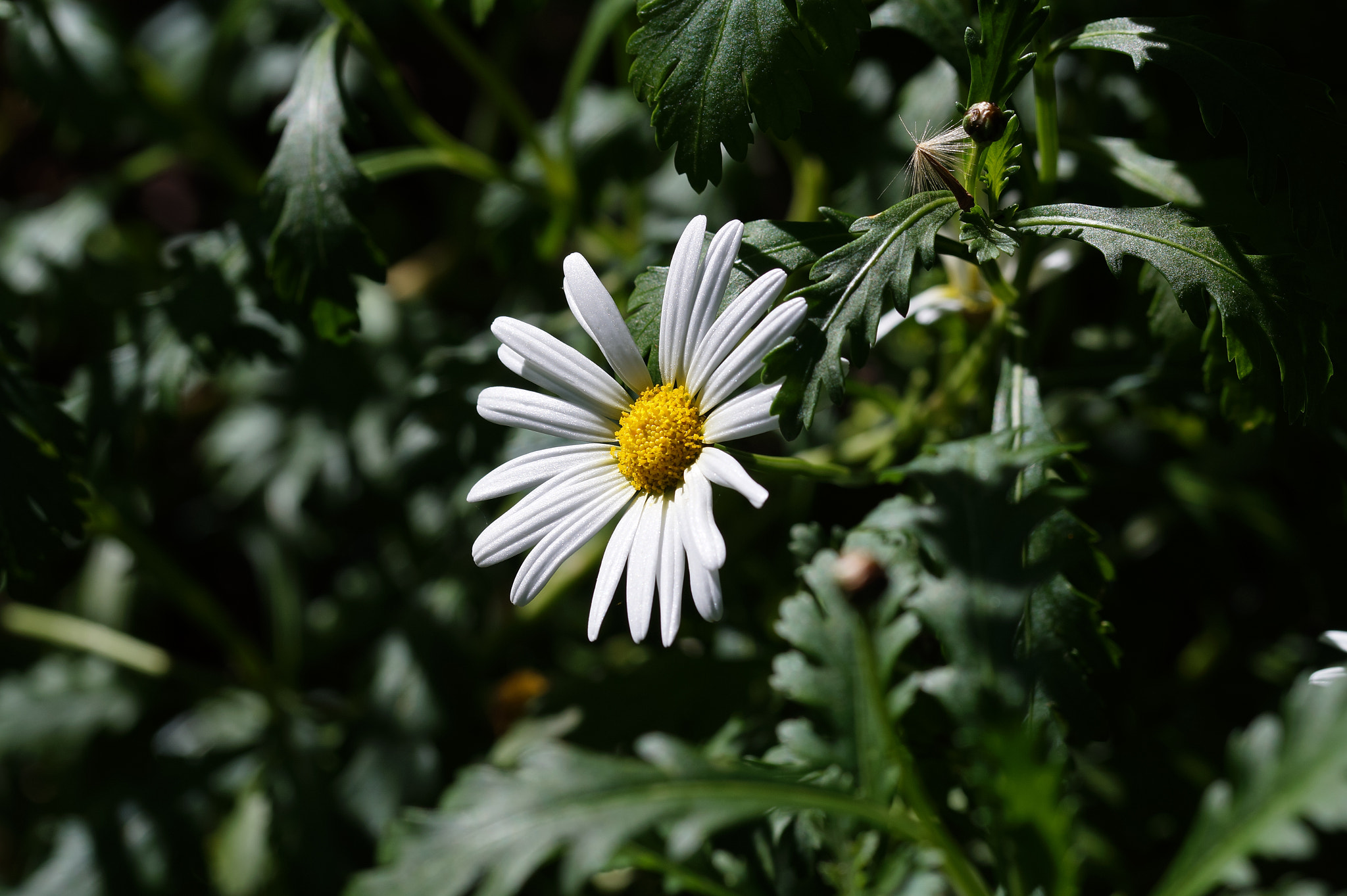 Sony SLT-A58 + 105mm F2.8 sample photo. Abg_20161006_11 photography