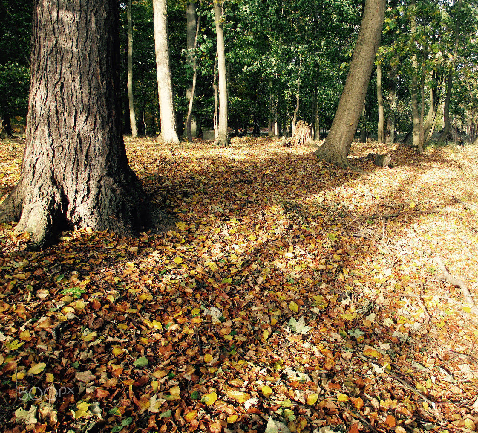 Canon PowerShot ELPH 130 IS (IXUS 140 / IXY 110F) sample photo. Dyrehaven, fall 2015 photography