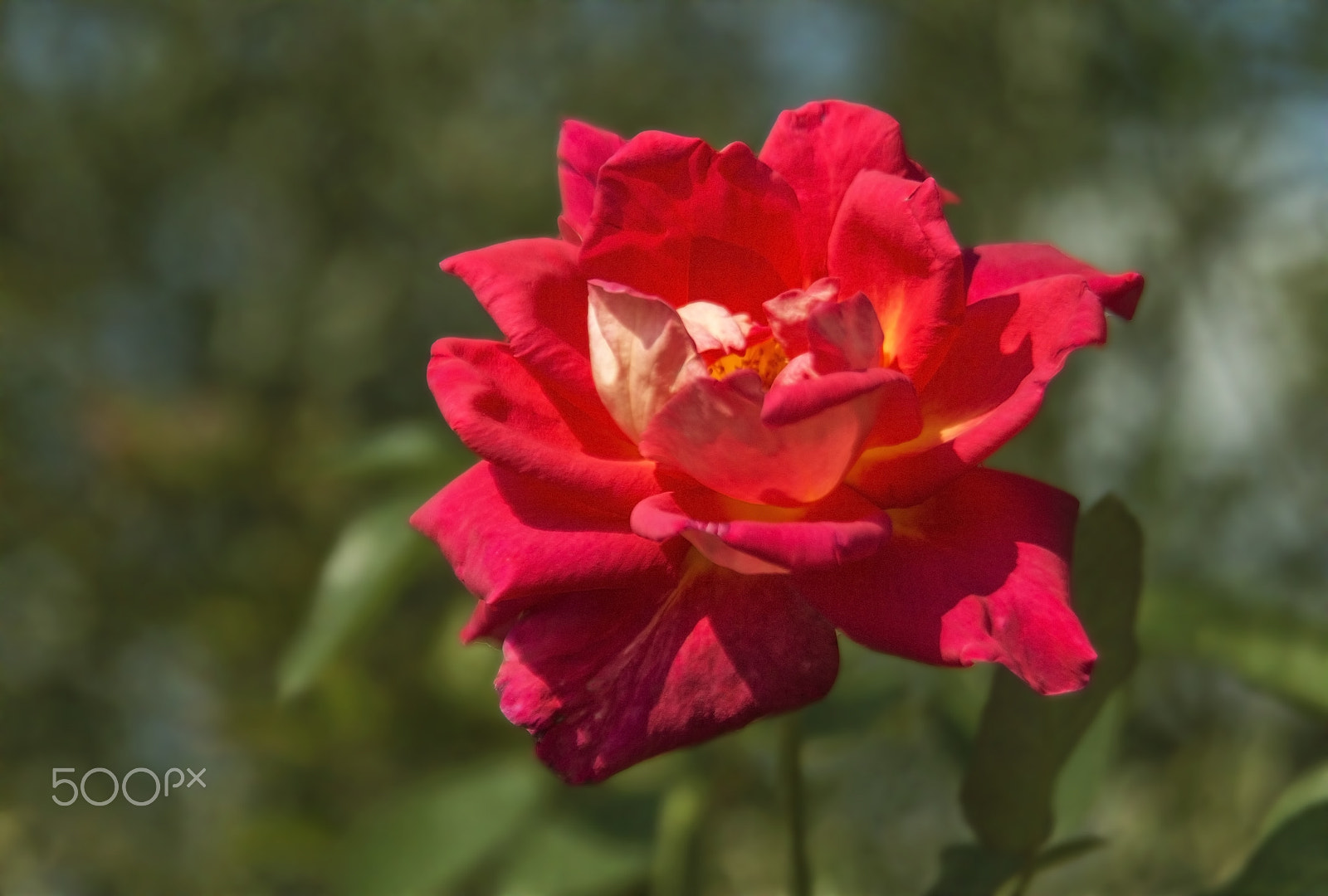 Nikon AF Nikkor 24-85mm F2.8-4D IF sample photo. Kırmızı gül (red rose)... photography