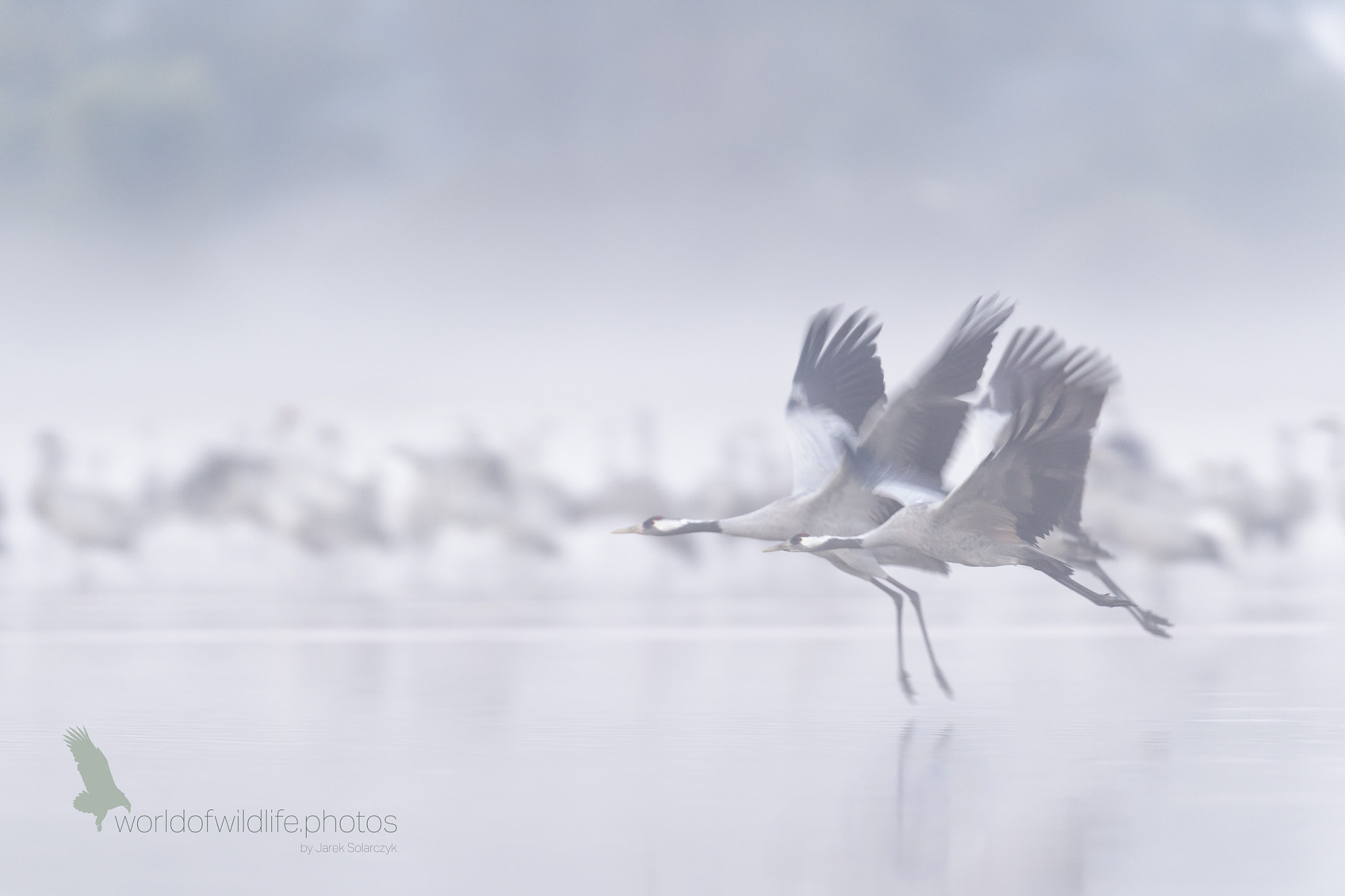 Nikon D5 + Nikon AF-S Nikkor 600mm F4G ED VR sample photo. Cranes in fly photography