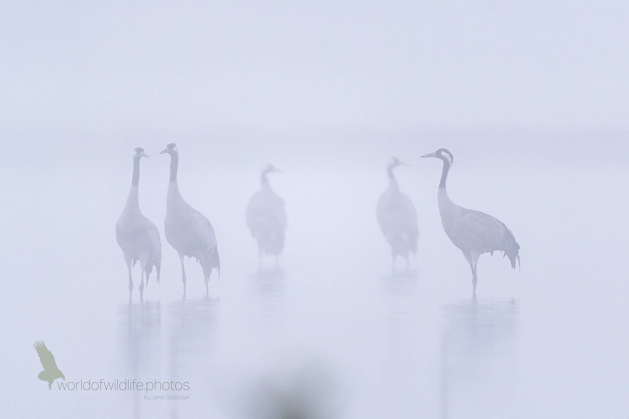 Nikon D5 + Nikon AF-S Nikkor 600mm F4G ED VR sample photo. Shadows in the fog photography