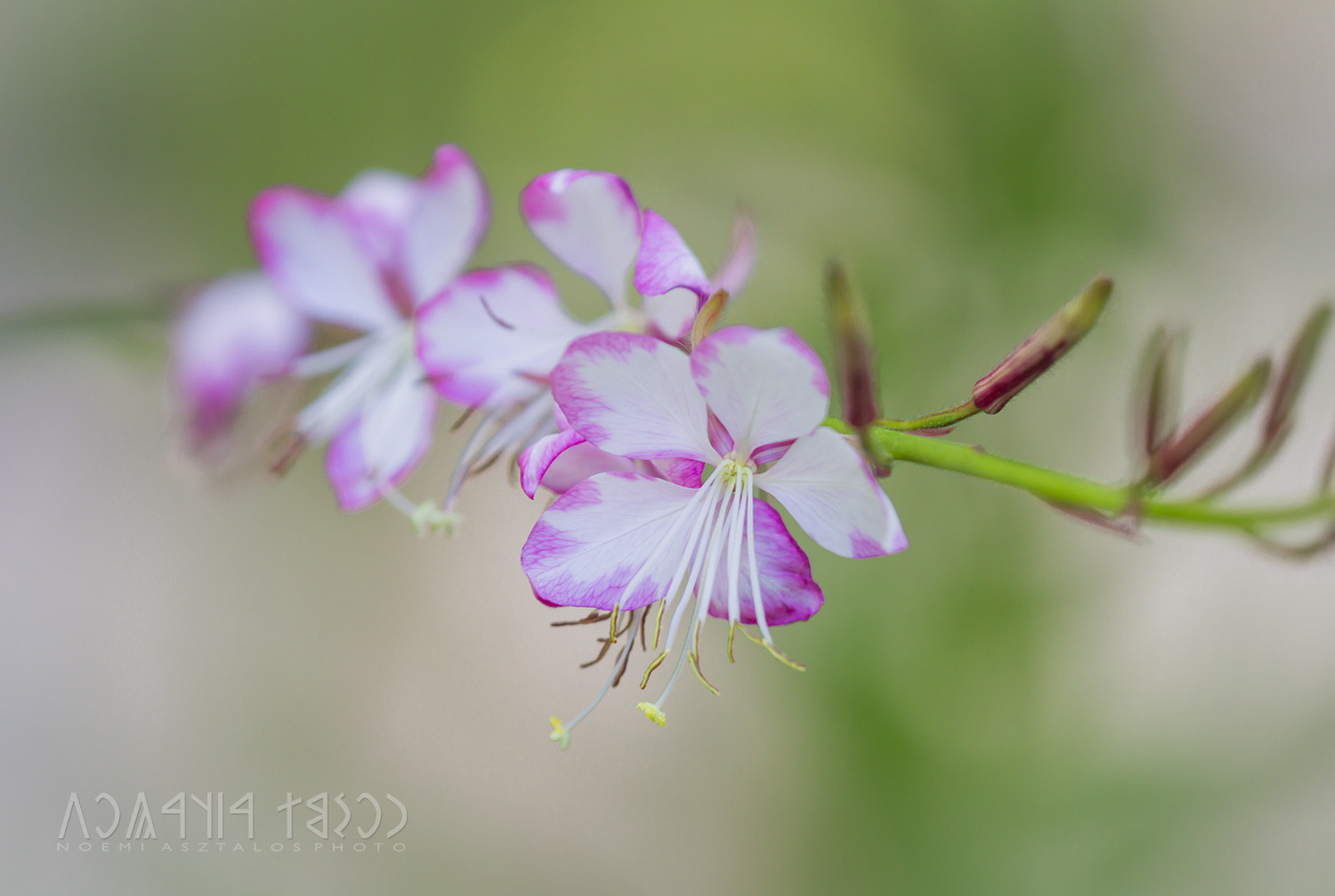 Canon EF 180mm F3.5L Macro USM sample photo. Delicate photography
