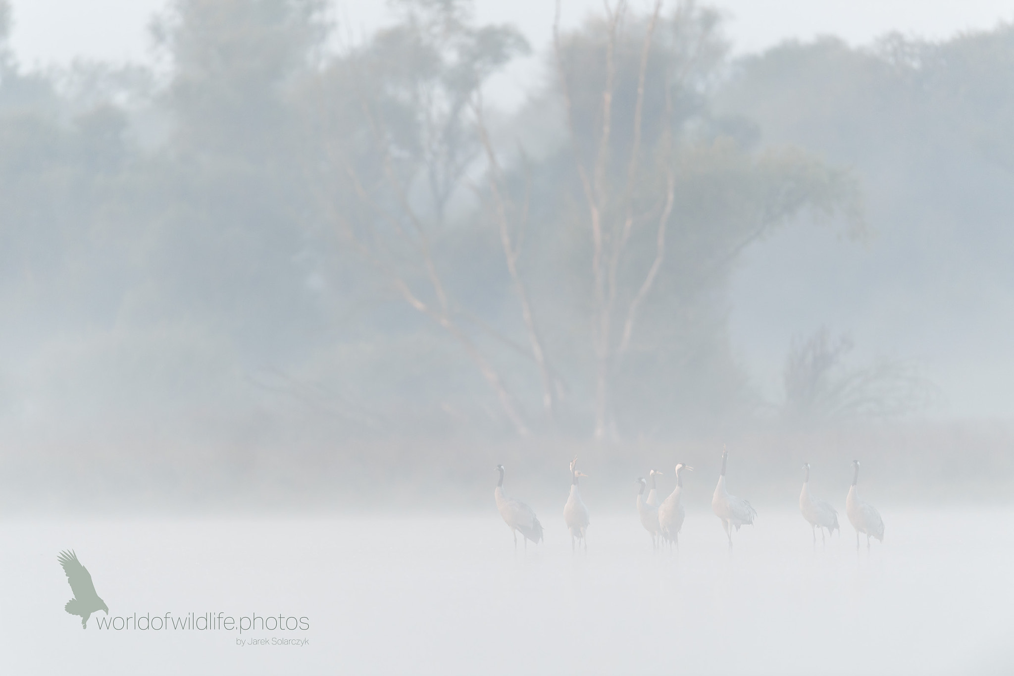 Nikon D5 + Nikon AF-S Nikkor 600mm F4G ED VR sample photo. Shadows in the fog2 photography