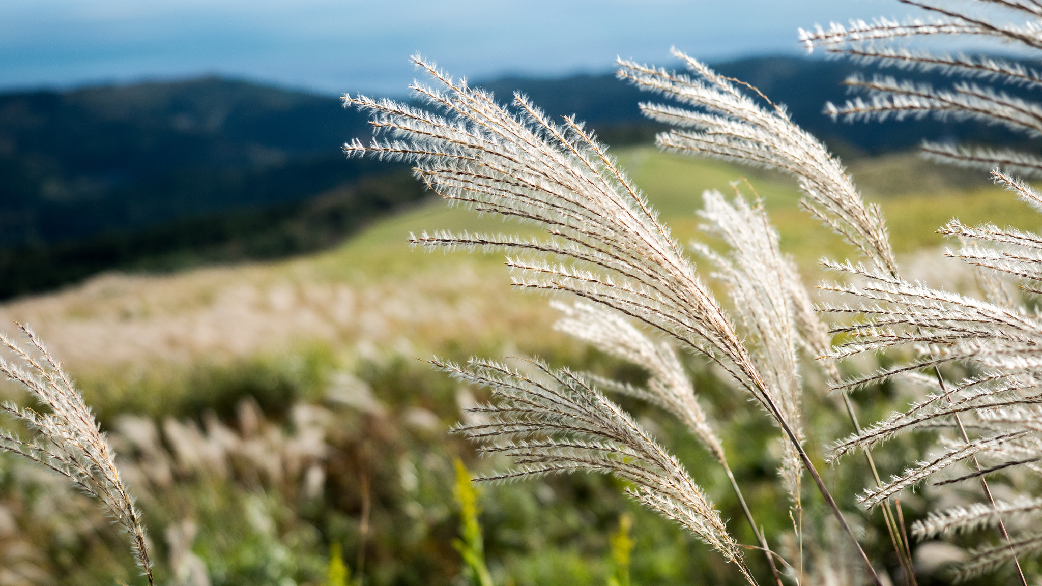 Panasonic Lumix DMC-GH4 + Olympus M.Zuiko Digital ED 12-40mm F2.8 Pro sample photo. Miscanthus sinensis photography