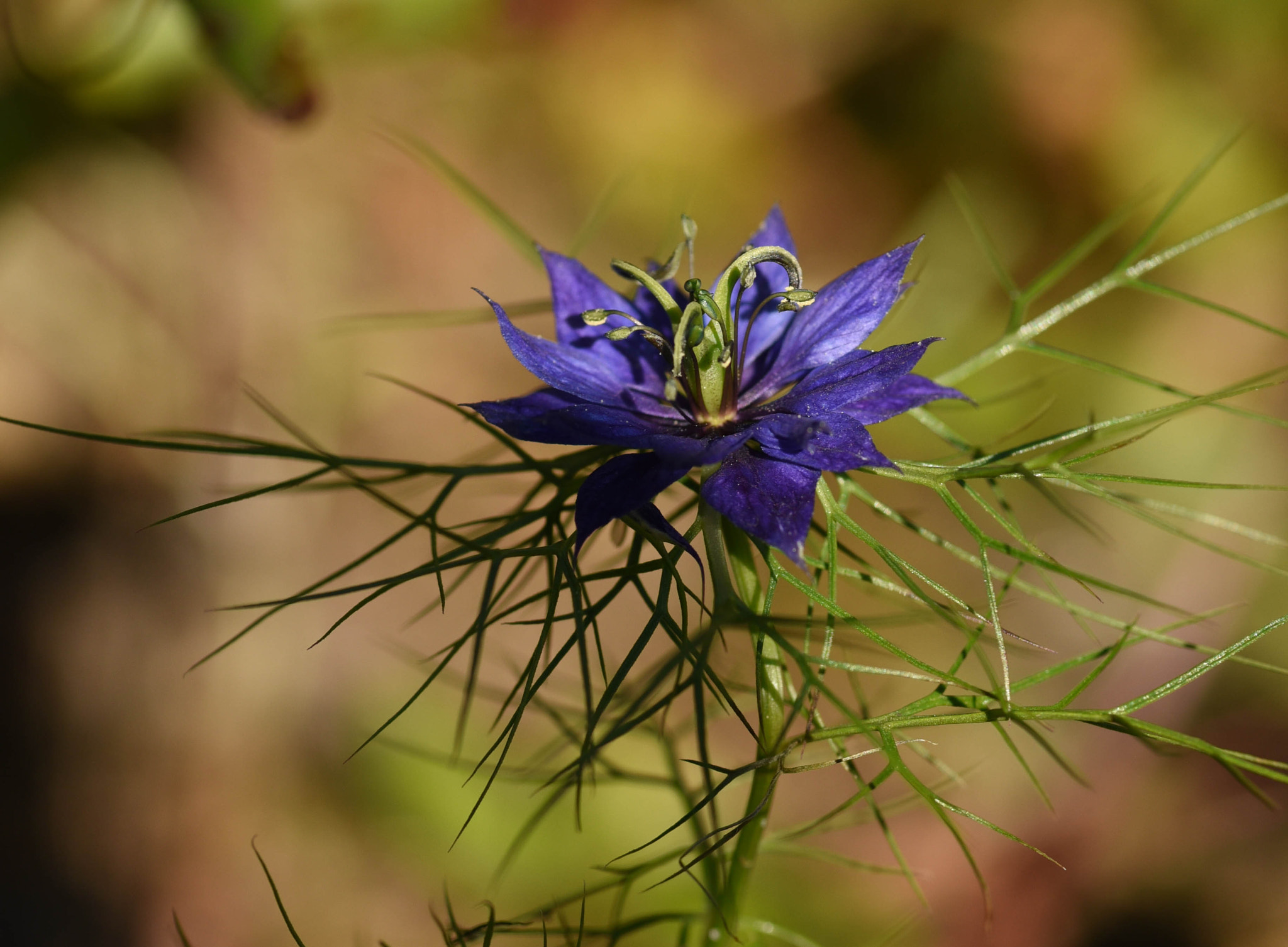 Tokina AT-X Pro 100mm F2.8 Macro sample photo. Summer garden photography