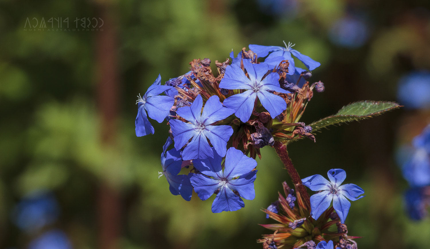 Canon EF 180mm F3.5L Macro USM sample photo. Flower in sunshine photography