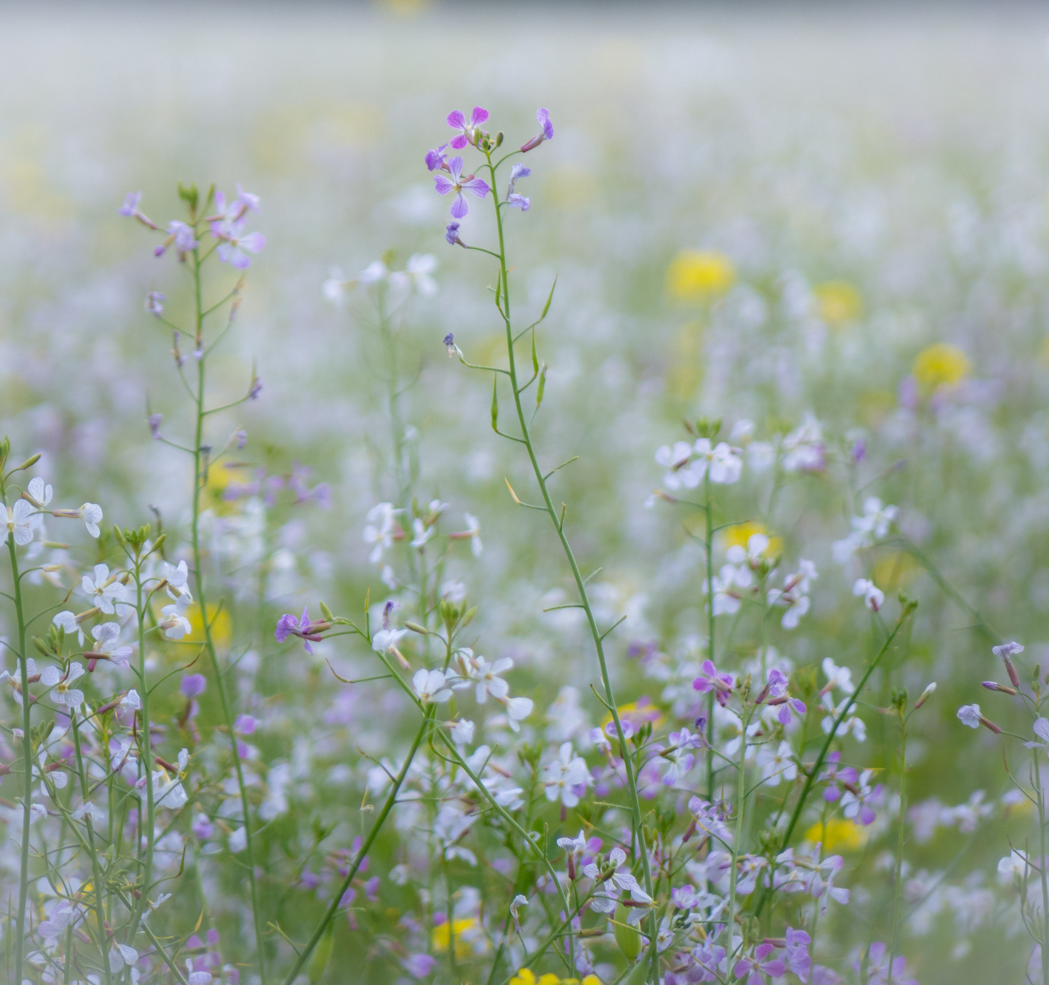 Panasonic Lumix G Vario 45-200mm F4-5.6 OIS sample photo. Wild flowers in october photography