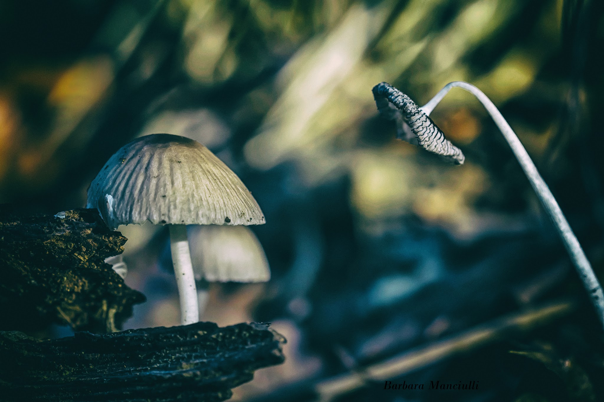 Sigma 150mm F2.8 EX DG OS Macro HSM sample photo. Autunno photography