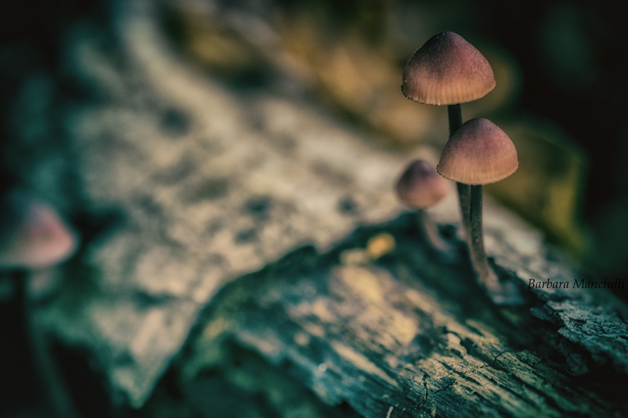 Sigma 150mm F2.8 EX DG OS Macro HSM sample photo. Autunno photography