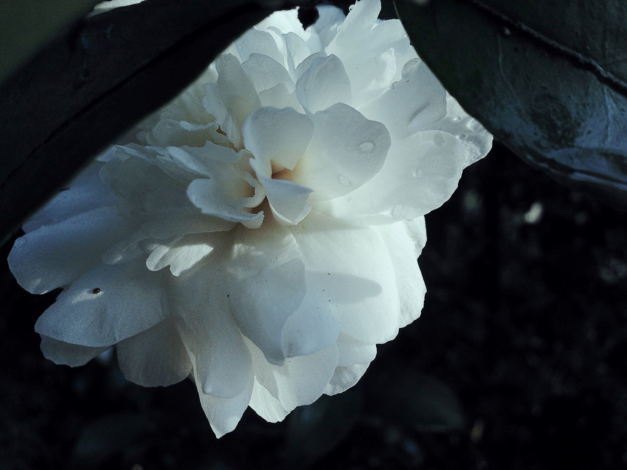 Blux Touch Blux Pro V1.1.1 sample photo. Good morning heartache photography