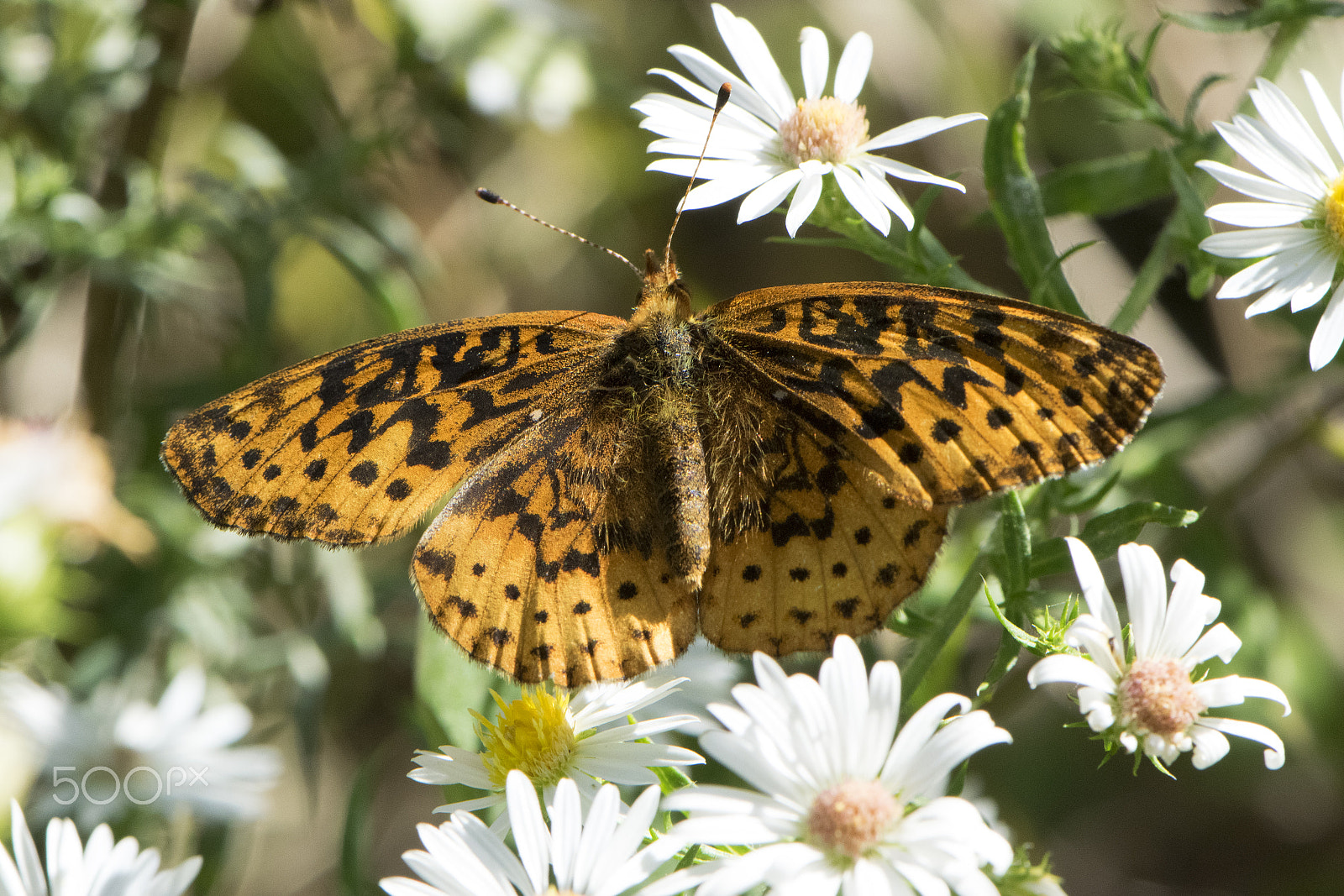 Nikon AF-S DX Micro-Nikkor 85mm F3.5G ED VR sample photo. Butterfly 2016-91 photography