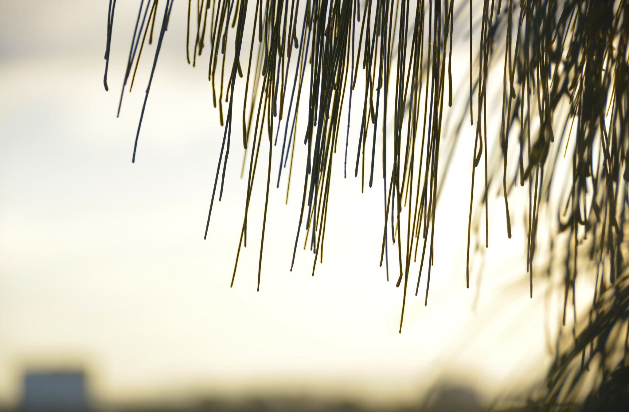 Sigma 18-250mm F3.5-6.3 DC Macro OS HSM sample photo. Sunset tree.jpg photography