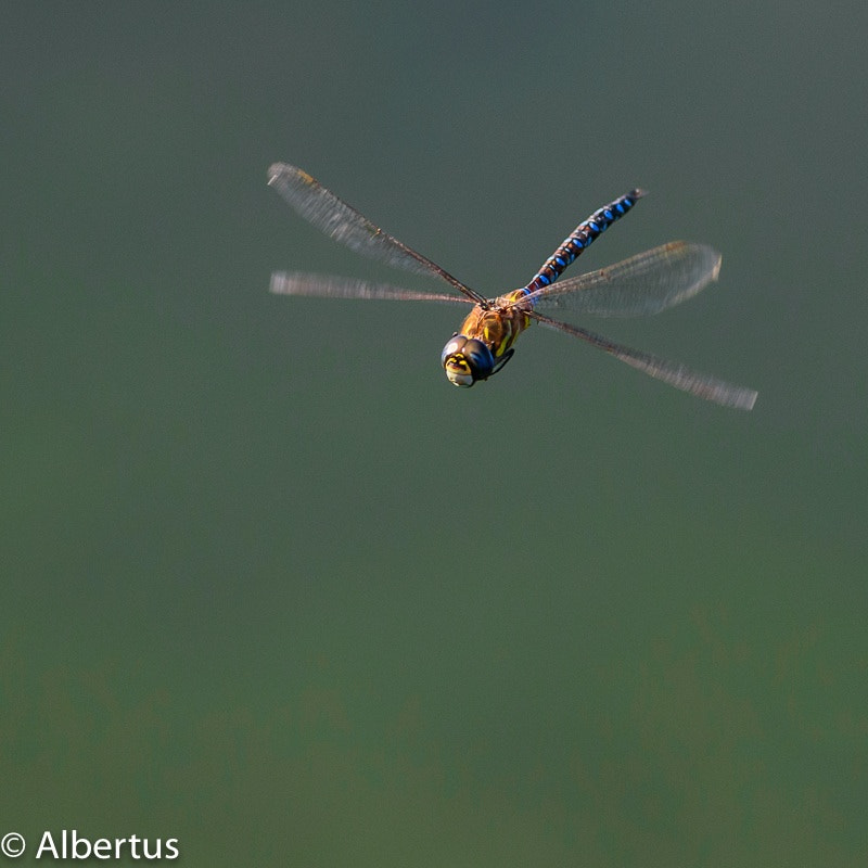 Nikon D750 + Nikon AF-S Nikkor 300mm F4D ED-IF sample photo. Dragonfly  libellula photography