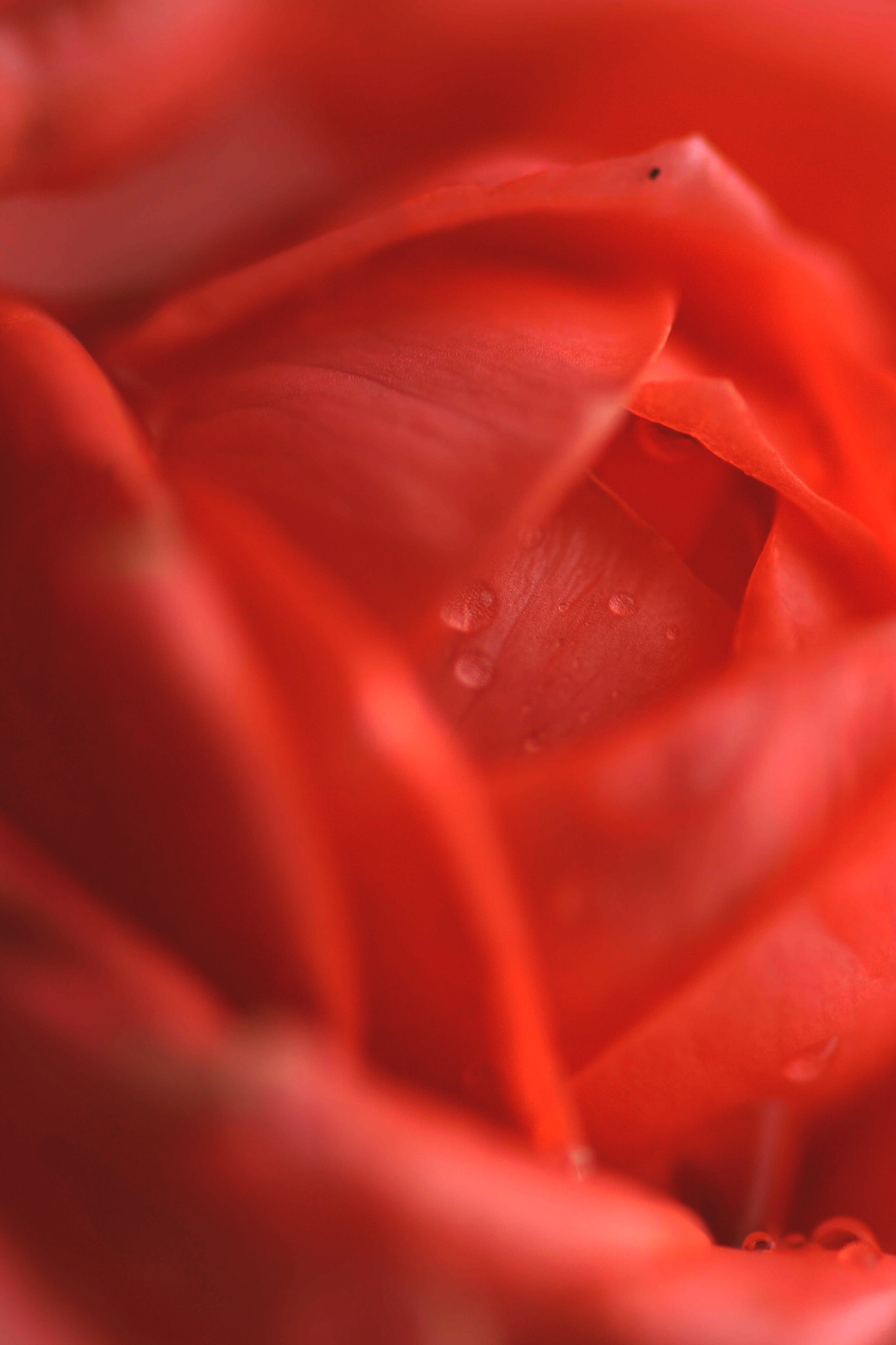 Sony a6000 + Tamron SP AF 90mm F2.8 Di Macro sample photo. Agua de rosas photography