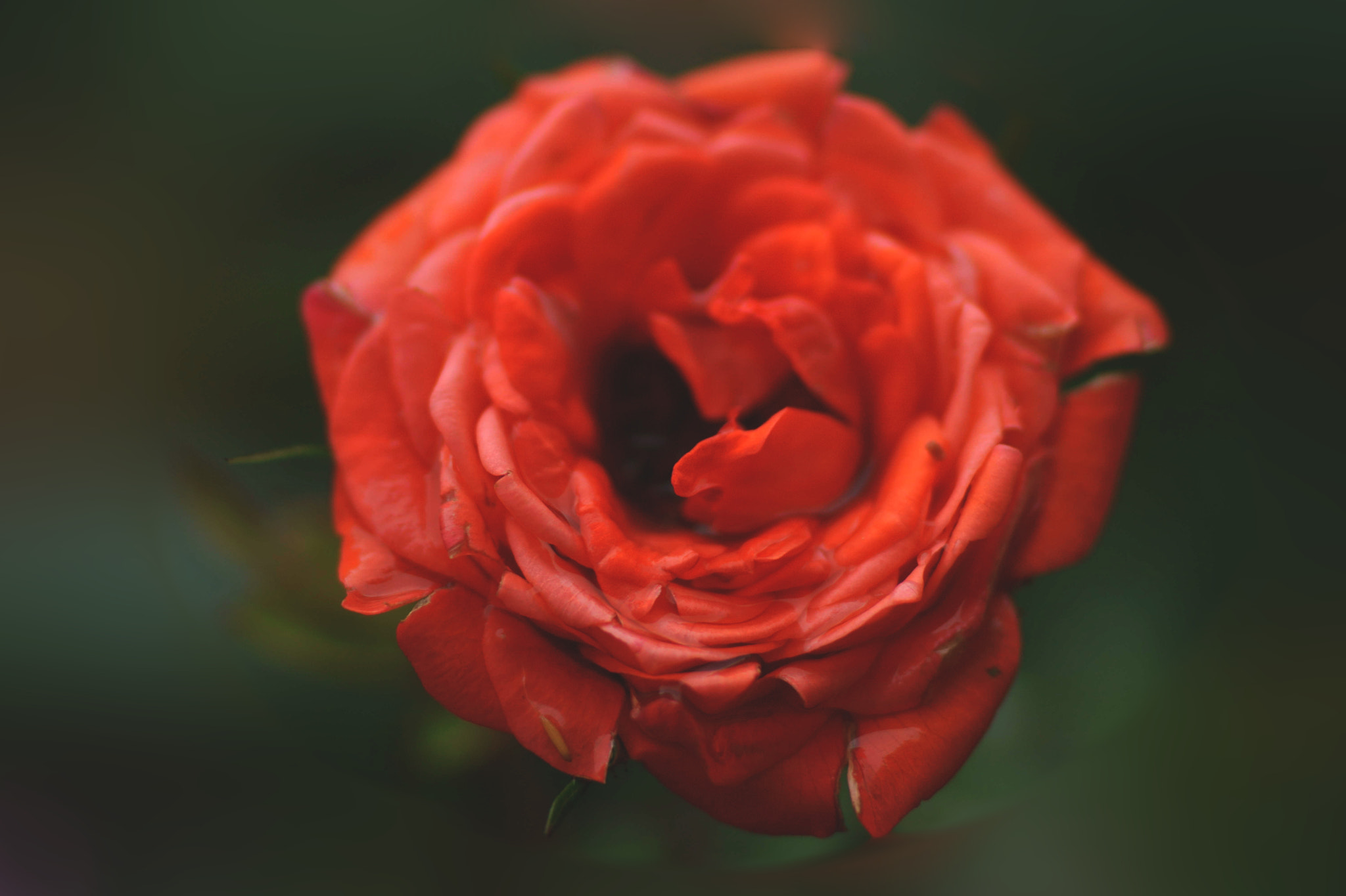 Sony a6000 + Tamron SP AF 90mm F2.8 Di Macro sample photo. Rosa photography
