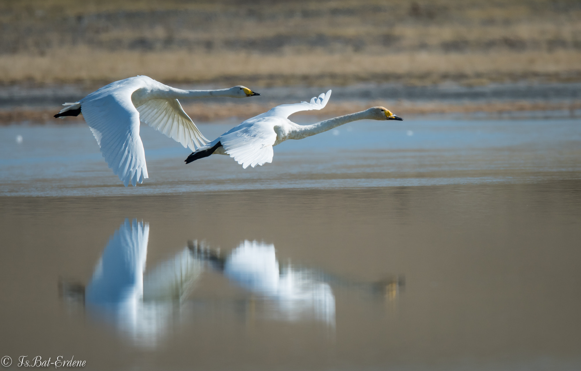 Nikon AF-S Nikkor 600mm F4E FL ED VR sample photo. Tsbat photography
