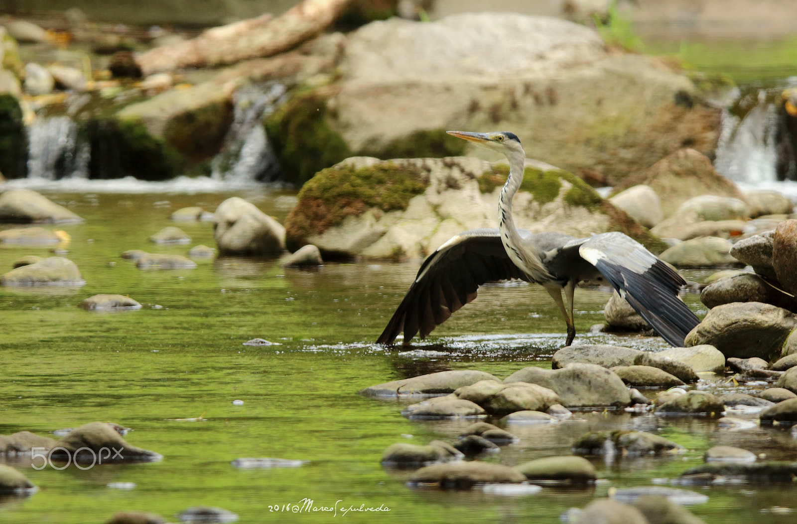 Tamron SP 150-600mm F5-6.3 Di VC USD sample photo. Grey heron in freiburg photography