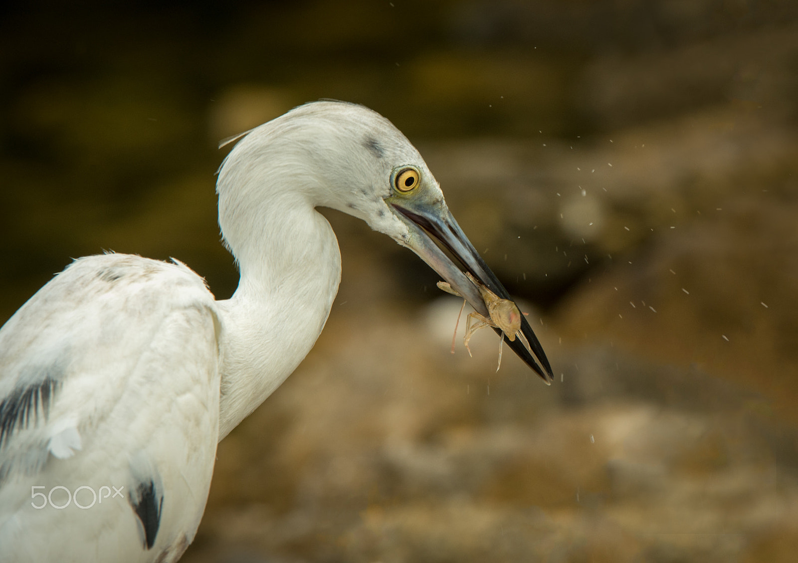 Nikon AF-S Nikkor 200-400mm F4G ED-IF VR sample photo. Crrruuunnnccchhh!!! photography