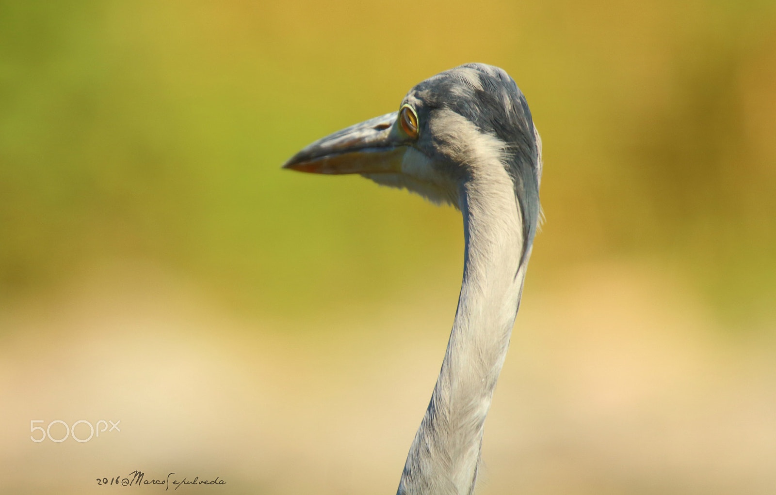 Tamron SP 150-600mm F5-6.3 Di VC USD sample photo. Grey heron "third eyelid" photography