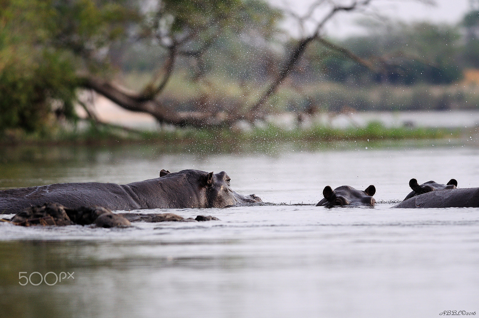 Nikon D90 + Nikon AF-S Nikkor 300mm F4D ED-IF sample photo. In still waters of okavango river: hippopotamuses photography