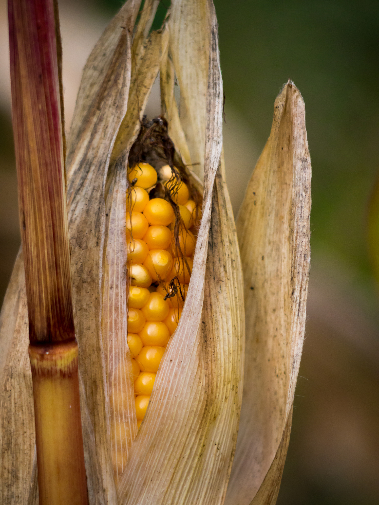 Olympus OM-D E-M10 + Panasonic Lumix G Vario 45-200mm F4-5.6 OIS sample photo. October, harvest month photography