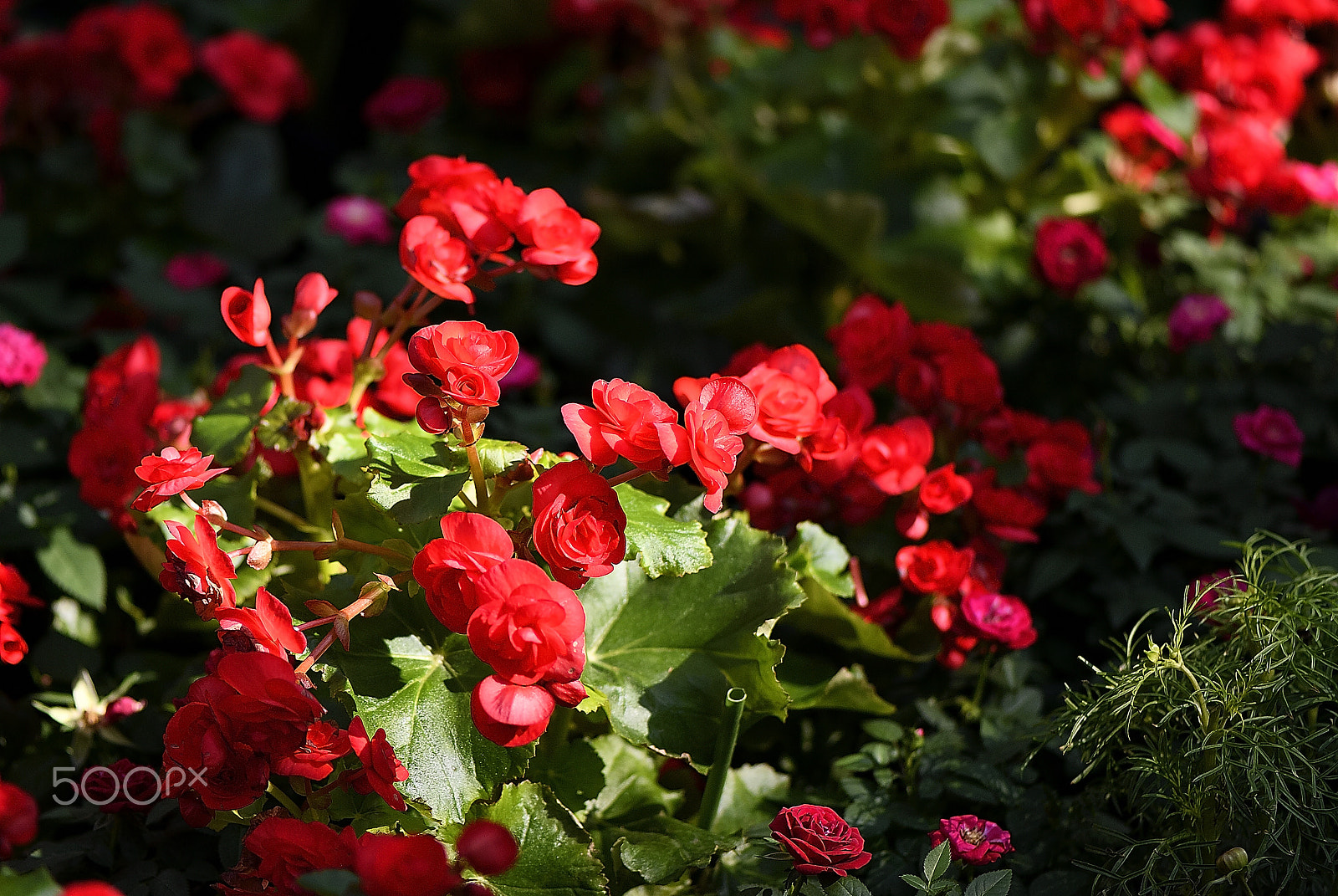 Nikon D200 sample photo. Little red flower as natural light and photography