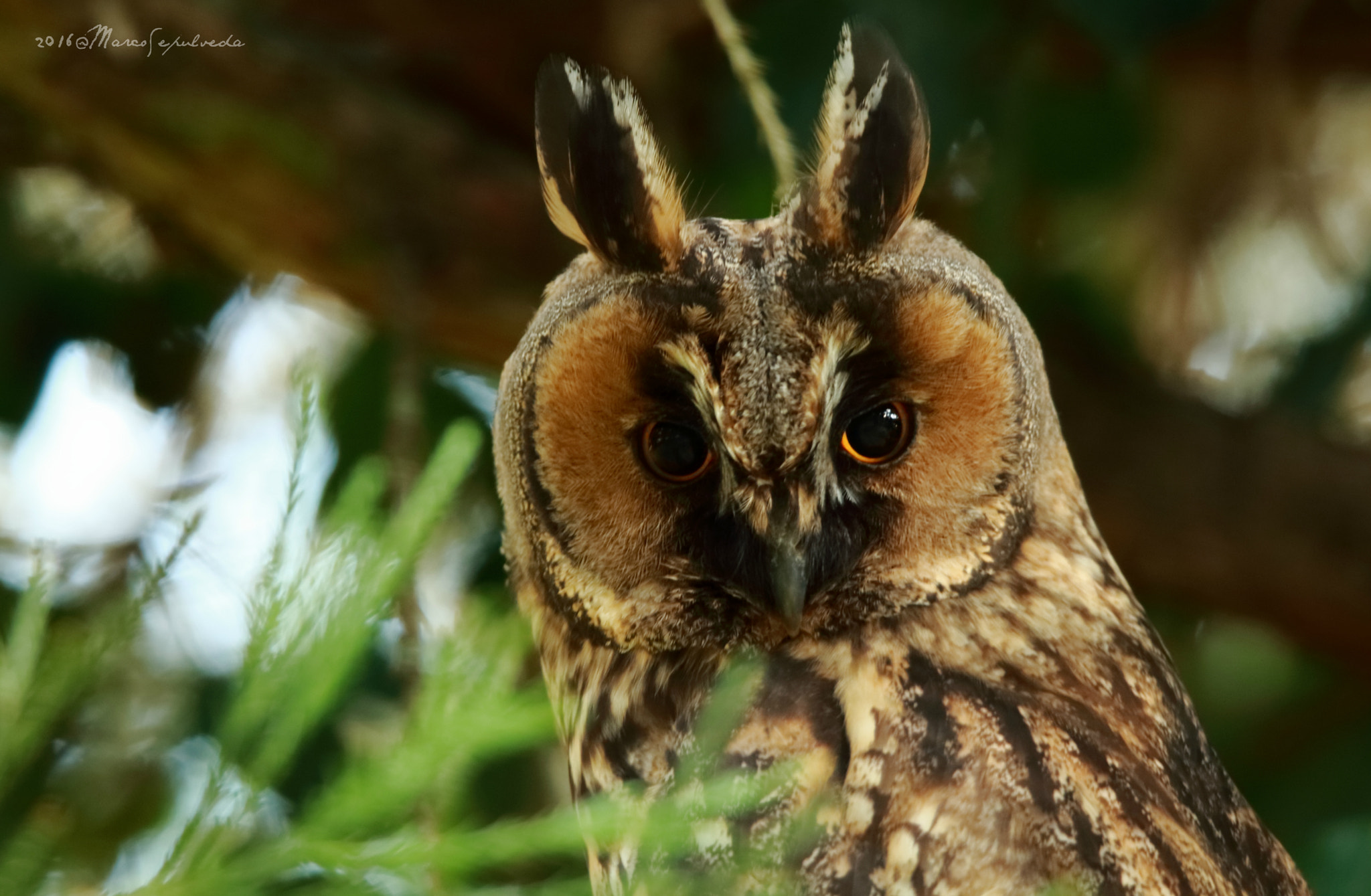 Tamron SP 150-600mm F5-6.3 Di VC USD sample photo. Waldohreule/ long-eared owl photography
