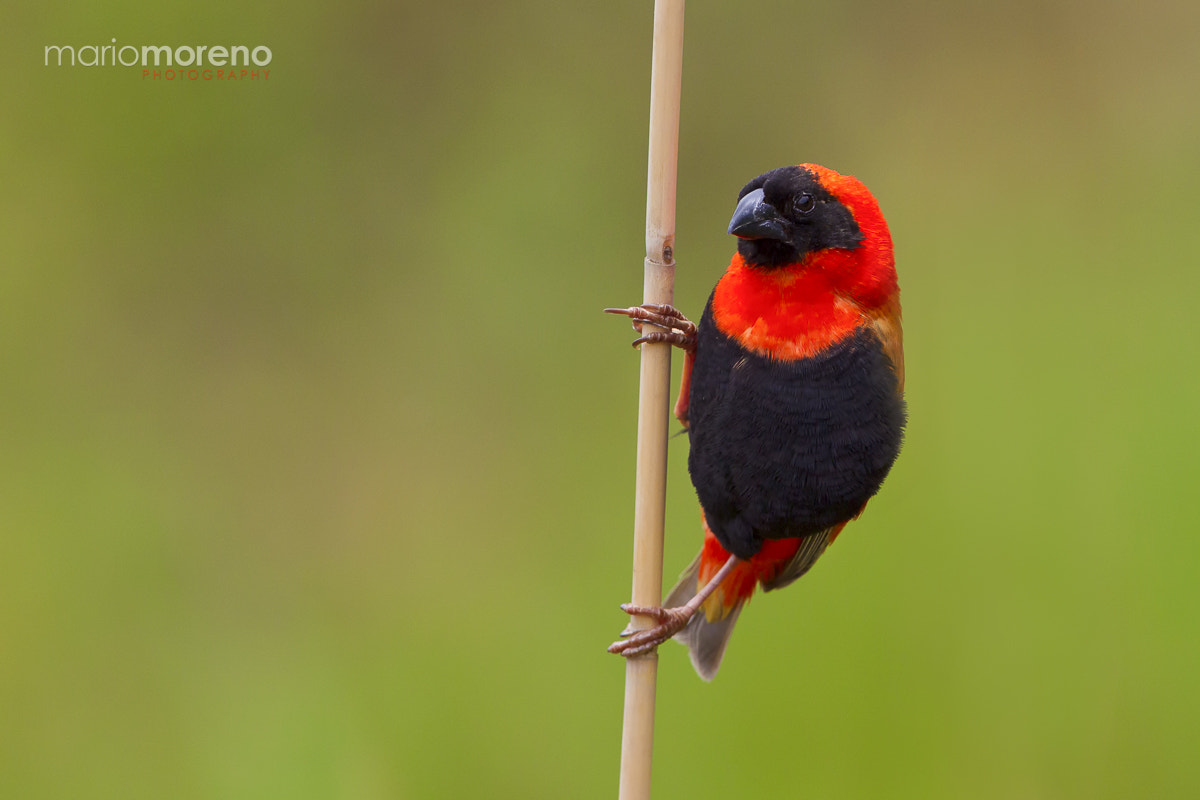 Canon EOS-1D Mark IV + Canon EF 300mm F2.8L IS USM sample photo. The red bishop photography