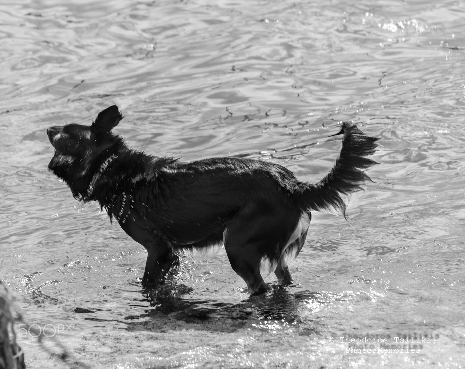 Sigma 70-300mm F4-5.6 APO DG Macro sample photo. Dog drying photography