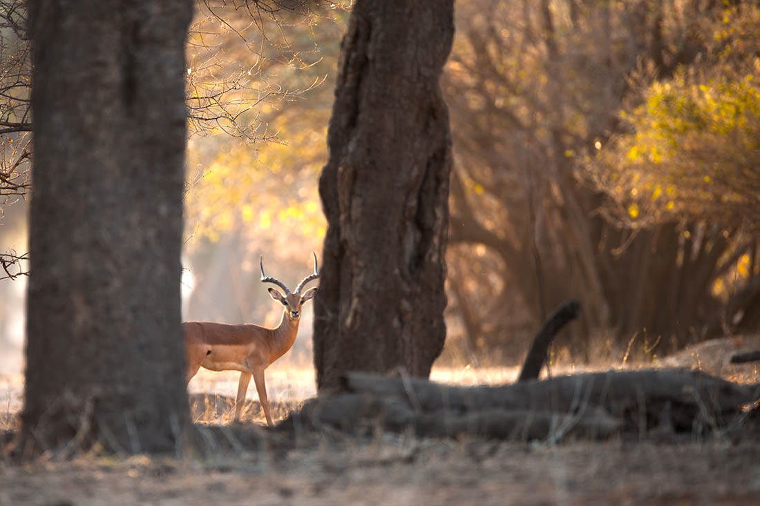 Nikon D3X + Nikon AF-S Nikkor 600mm F4G ED VR sample photo. Impala ram framed in mana pools national patk, zimbabwe photography