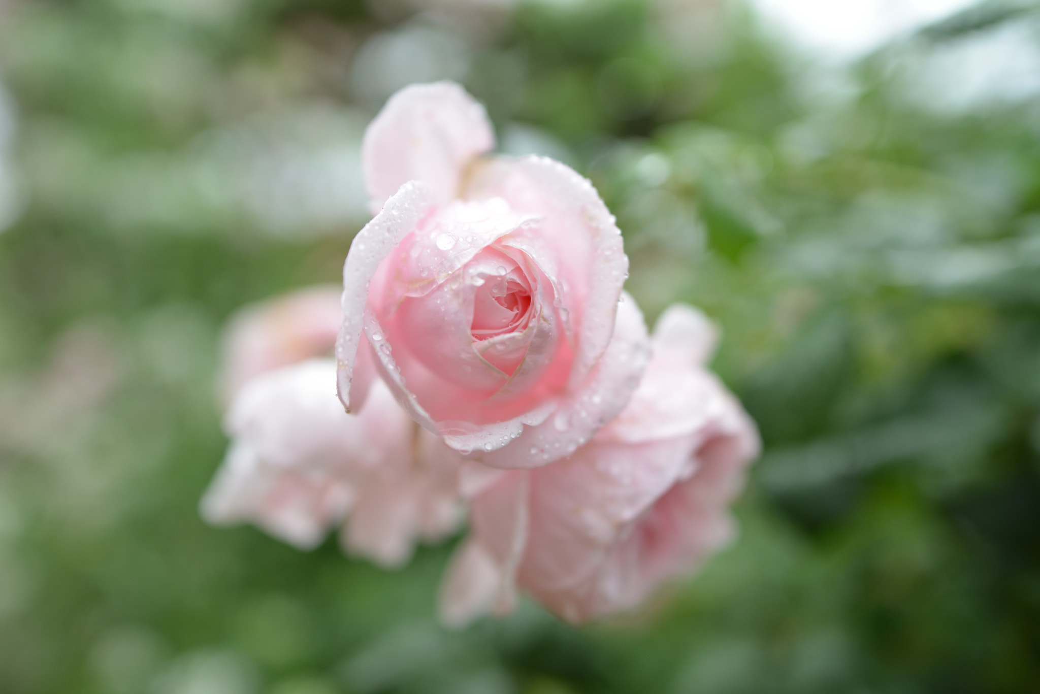 Nikon D800 + Nikon AF-S Nikkor 24mm F1.8G ED sample photo. Rose photography