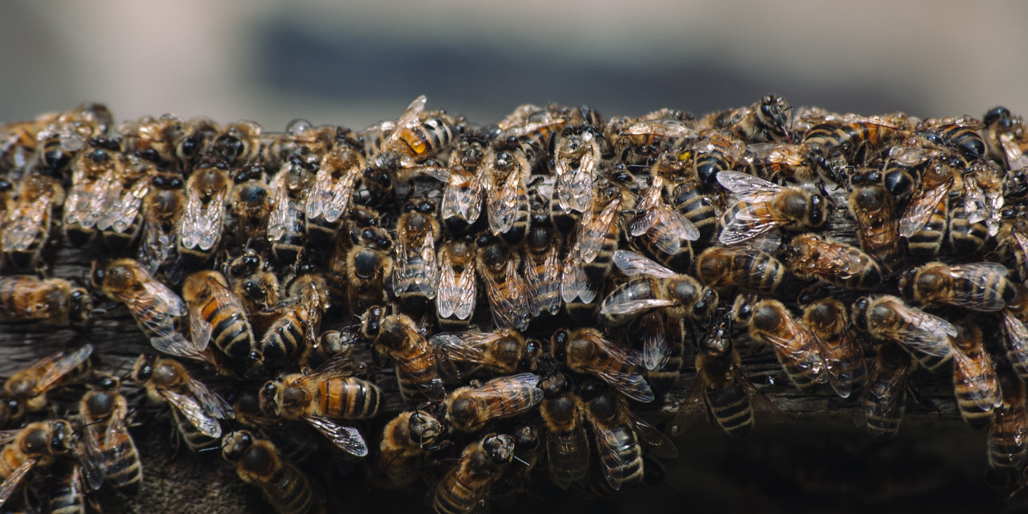 Nikon D40X sample photo. Bee swarm photography