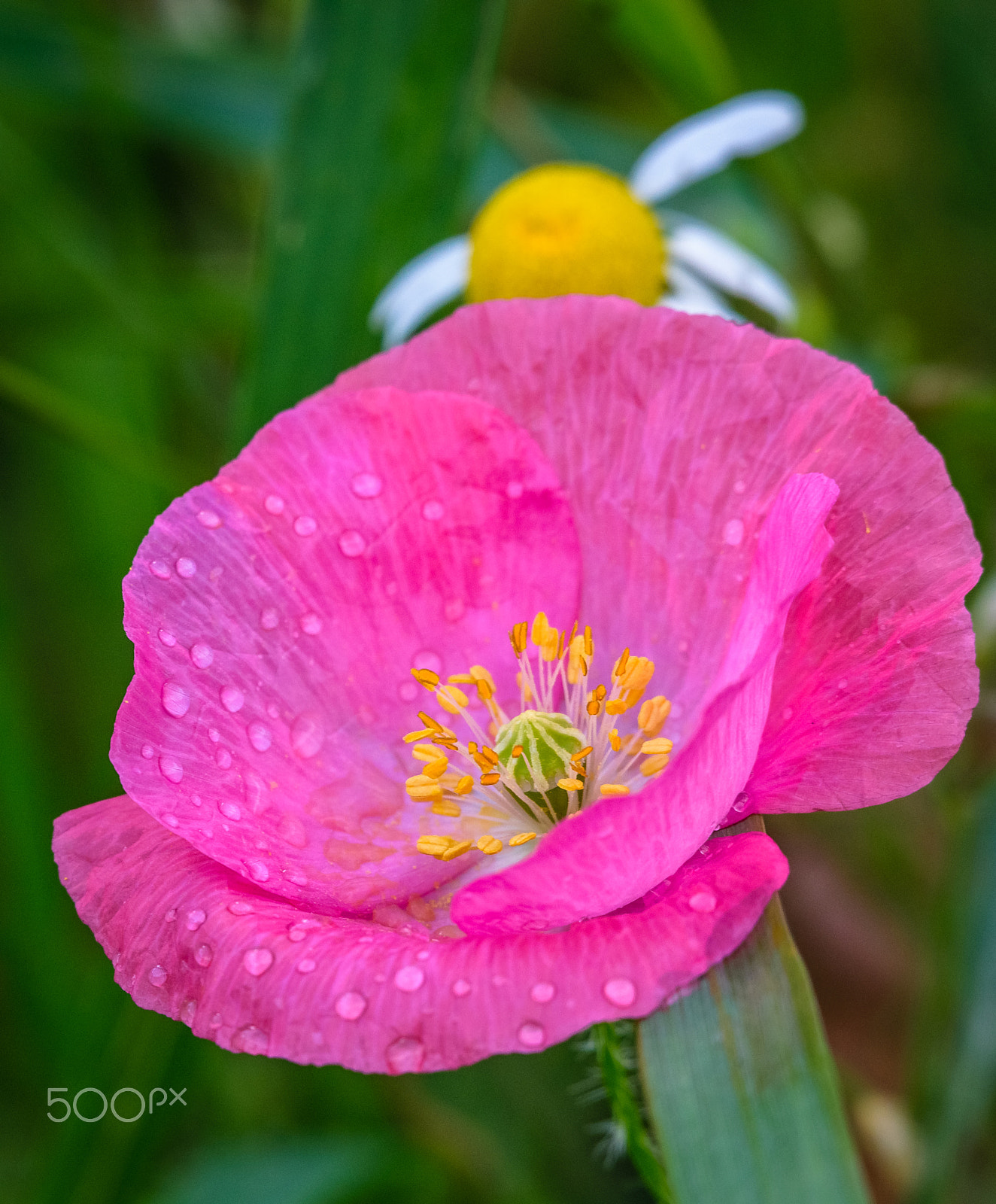 Sigma 50-500mm F4.5-6.3 DG OS HSM sample photo. Pink poppy photography