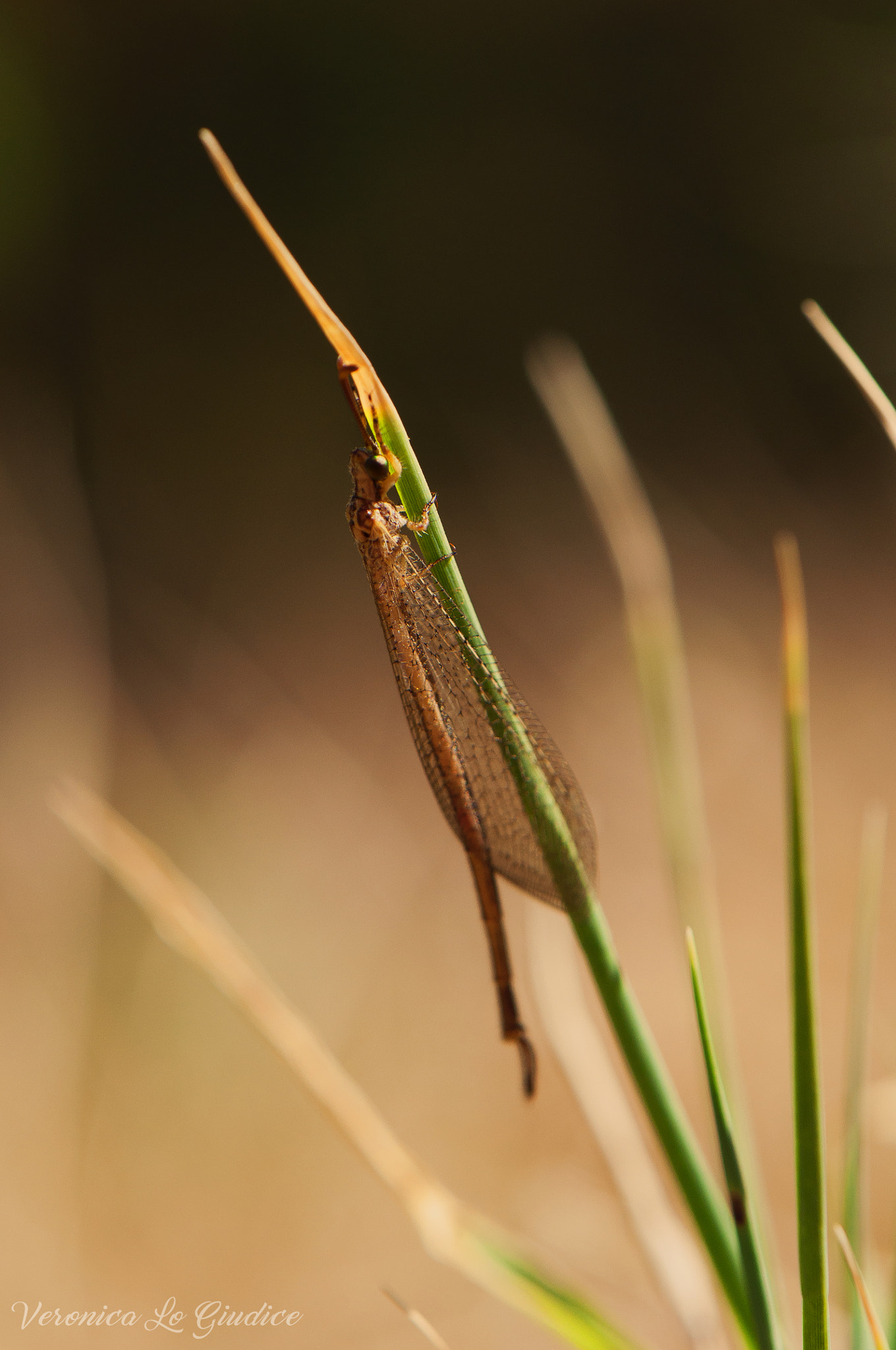 Nikon AF-S DX Micro-Nikkor 85mm F3.5G ED VR sample photo. Insect unnamed photography