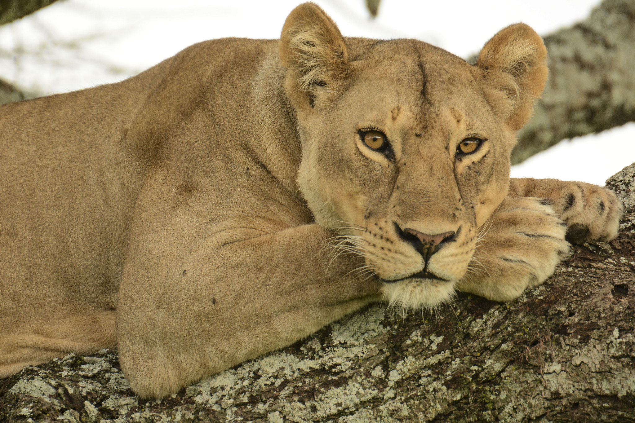 Sigma 50-500mm F4.5-6.3 DG OS HSM sample photo. The stare photography