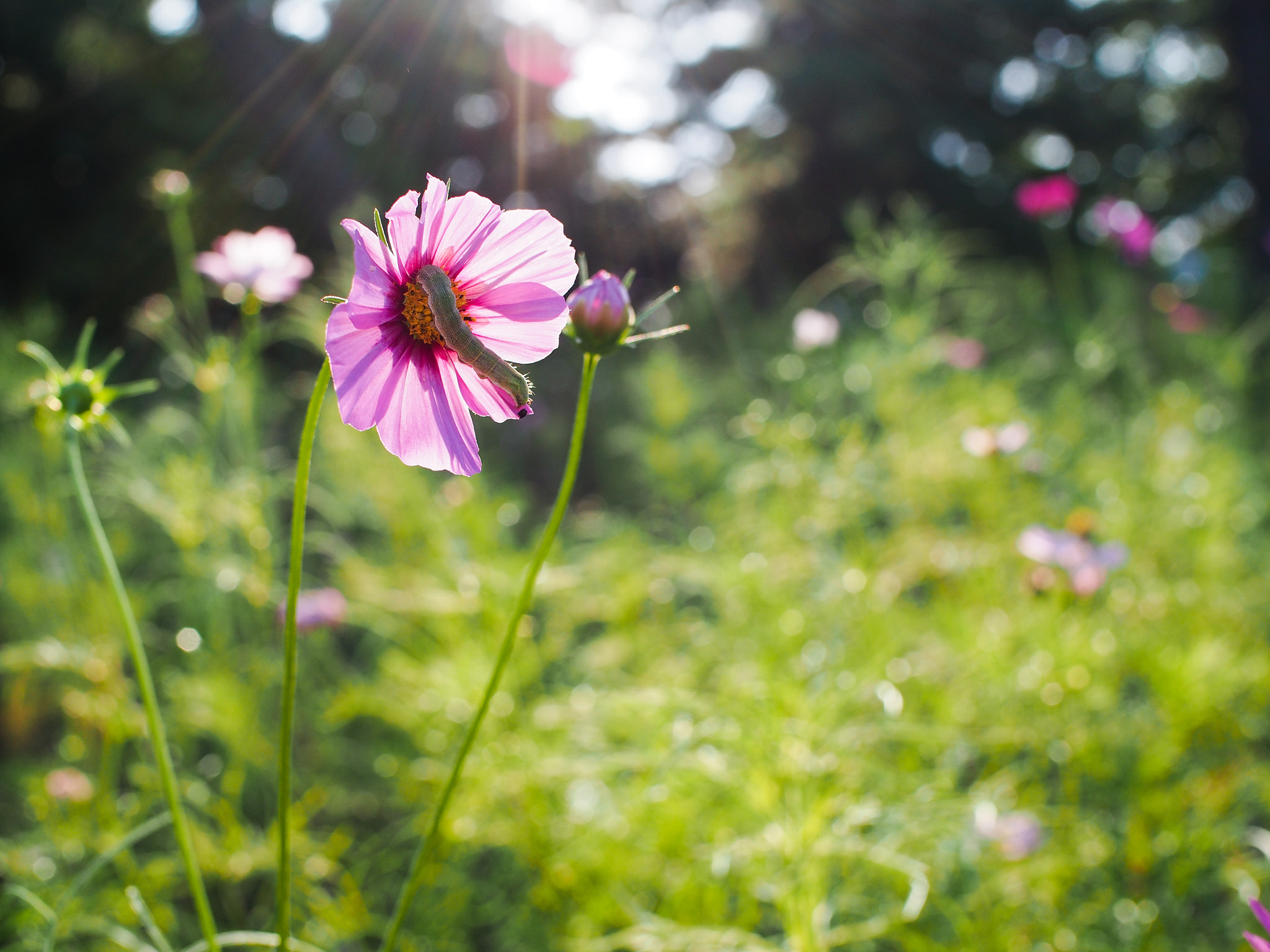 Olympus OM-D E-M5 + Olympus M.Zuiko Digital 25mm F1.8 sample photo. Cosmos and friend photography