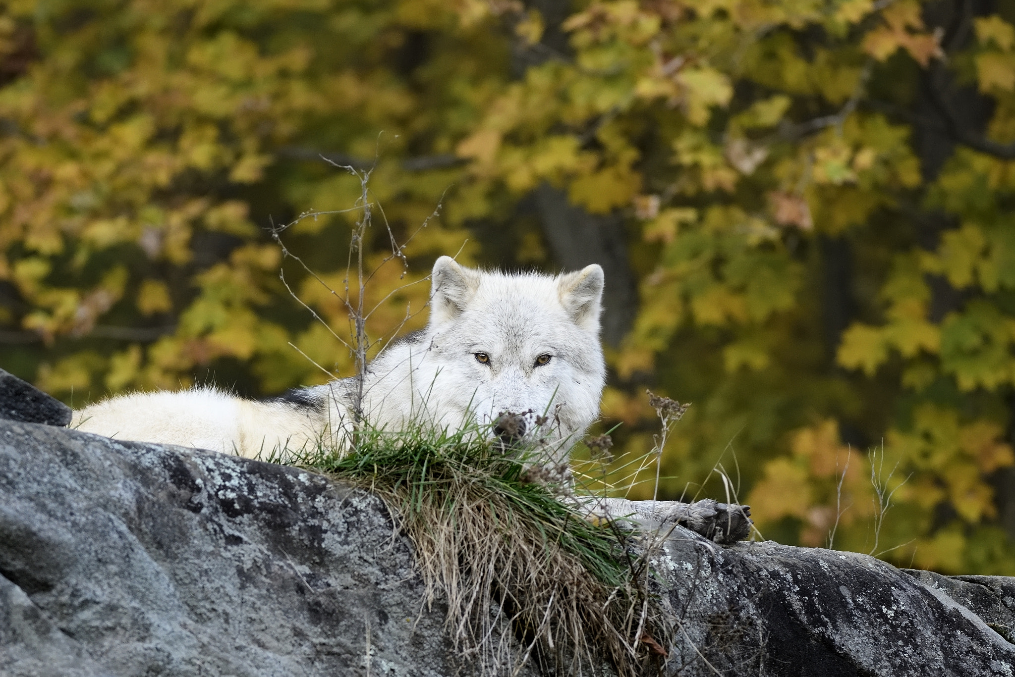 Nikon D810 + Nikon AF-S Nikkor 200-400mm F4G ED-IF VR sample photo. Arctic wolf / loup arctique photography