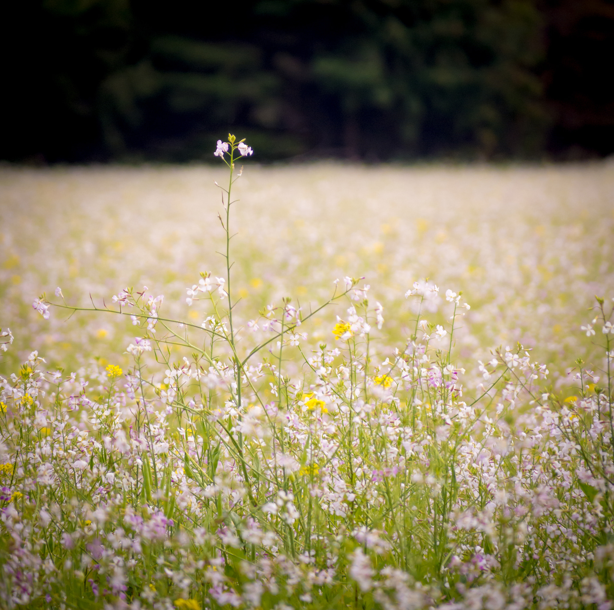 Panasonic Lumix G Vario 45-200mm F4-5.6 OIS sample photo. Always stand out.. photography