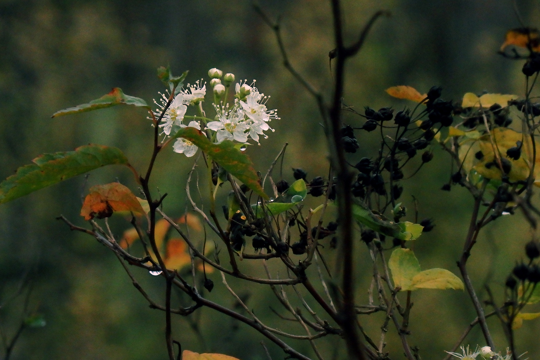 Olympus SH-1 sample photo. Late blooming photography